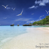 波打ち際を舞うアジサシ