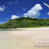 アジサシの舞うビーチ