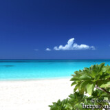 モンパの木と青い海-長間浜-