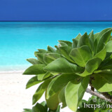 モンパの木と青い海-長間浜-