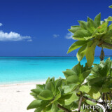 モンパの木と青い海-長間浜-