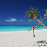 ビーチに張り出したアダンと青い海-長間浜-