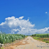 さとうきび畑の道と入道雲