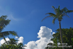 椰子の木と入道雲