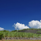 さとうきび畑の上の入道雲