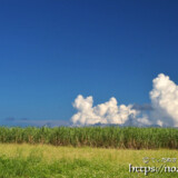 さとうきび畑の上の入道雲