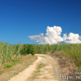 サトウキビ畑の入道雲