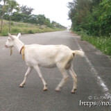 道路を横断するヤギ