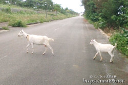 道路を横断するヤギの親子