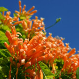 火炎蔓(カエンカズラ)の花