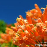 カエンカズラの花