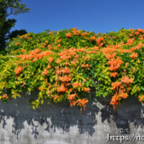 カエンカズラの花のカーテン