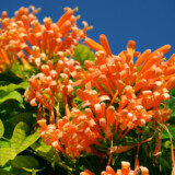 火炎のような花-カエンカズラ