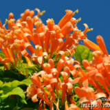 火炎蔓(カエンカズラ)の花