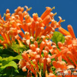 火炎蔓（カエンカズラ）の花