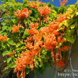 火炎蔓(カエンカズラ)の花々