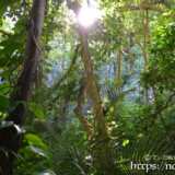 生い茂る亜熱帯の植物-大竹中洞窟