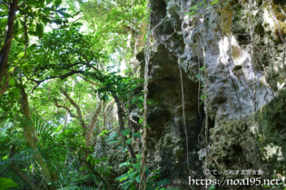 洞窟と亜熱帯の植物-大竹中洞窟
