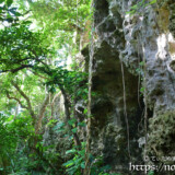 洞窟と亜熱帯の植物-大竹中洞窟