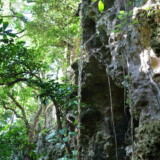 洞窟と亜熱帯の植物-大竹中洞窟