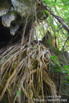 頭上から垂れ下がるガジュマルの気根-大竹中洞窟