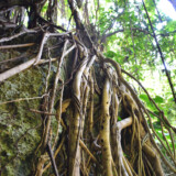 岩に絡みつくガジュマルの気根-大竹中洞窟