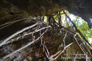 岩に絡みつくガジュマルの気根-大竹中洞窟