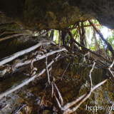 岩に絡みつくガジュマルの気根-大竹中洞窟