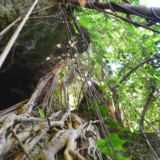 頭上から垂れ下がるガジュマルの気根-大竹中洞窟