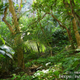生い茂る亜熱帯の植物-大竹中洞窟