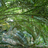 生い茂る亜熱帯の植物-大竹中洞窟