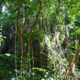洞窟内の亜熱帯植物-大竹中洞窟