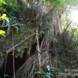 神々しいガジュマルと洞窟-大竹中洞窟