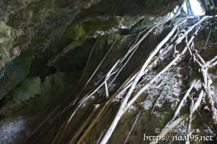 洞窟内に侵入したガジュマルの気根-大竹中洞窟