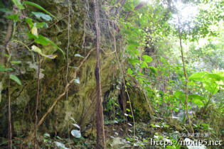 洞窟内の亜熱帯植物-大竹中洞窟