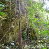 洞窟内の亜熱帯植物-大竹中洞窟