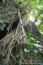 神々しいガジュマルの気根-大竹中洞窟