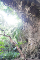 覆いかぶさるような琉球石灰岩の壁-大竹中洞窟