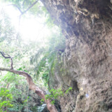 覆いかぶさるような琉球石灰岩の壁-大竹中洞窟