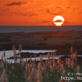 赤く染まるサトウキビの穂と水平線に沈むだるま夕陽