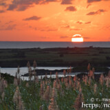 赤く染まるサトウキビの穂と水平線に沈むだるま夕陽