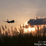夕陽を浴びるサトウキビの穂と飛行機