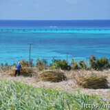 海辺のサトウキビ畑の収穫風景
