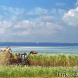 海辺のサトウキビ畑の収穫風景