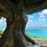 松の木展望台から見る海の風景