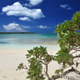 モンパの木と青い海