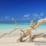 ビーチに流れ着いた流木