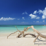 ビーチに流れ着いた流木