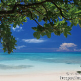 木陰から見る夏の海