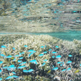 スズメダイの群れと水面に映るサンゴ-シギラビーチ-